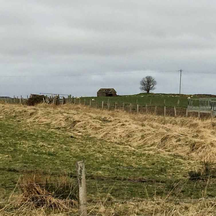 Todholes in Lyth